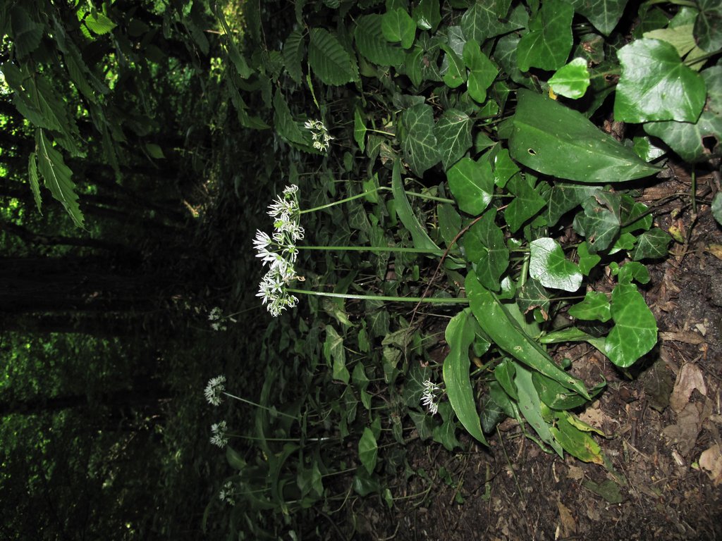 Allium ursinum